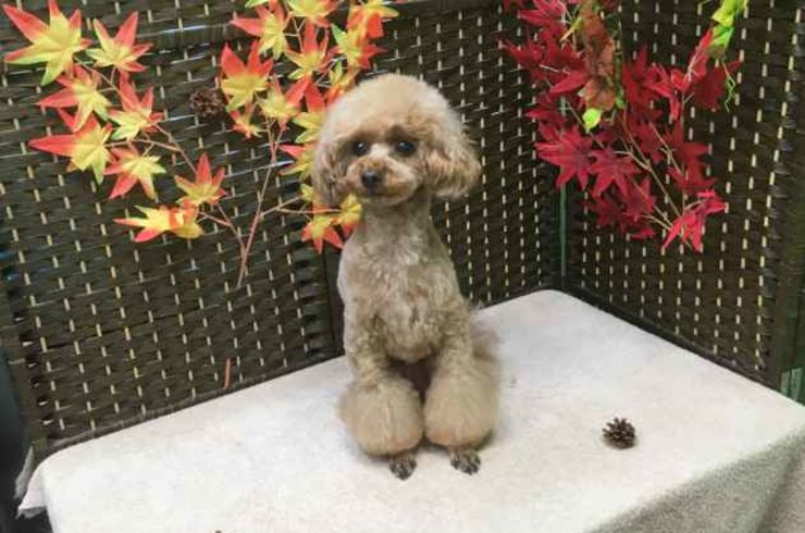 20181112フィナｓ