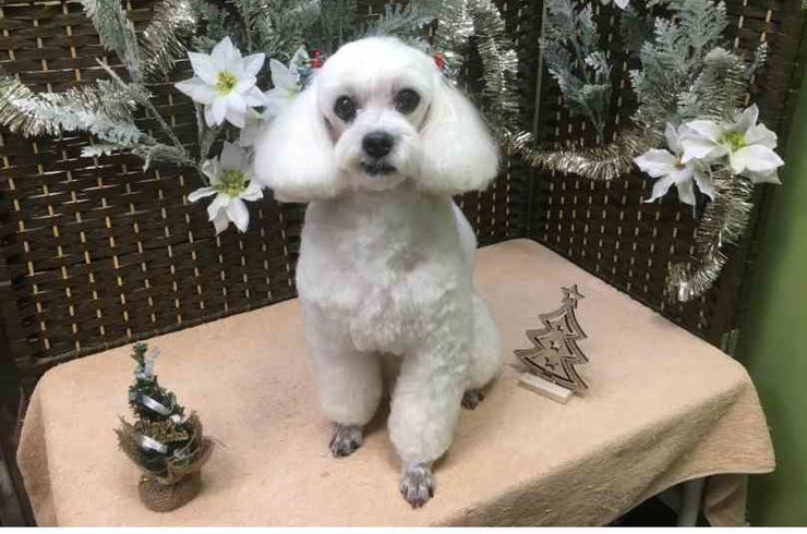 20181210クータｓ