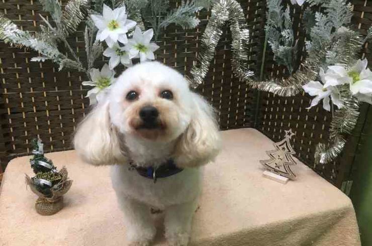 20181211アジーｓ