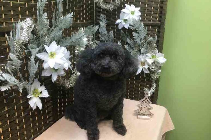 20181211ブリーｓ