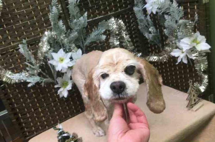 20181216ソフィーｓ