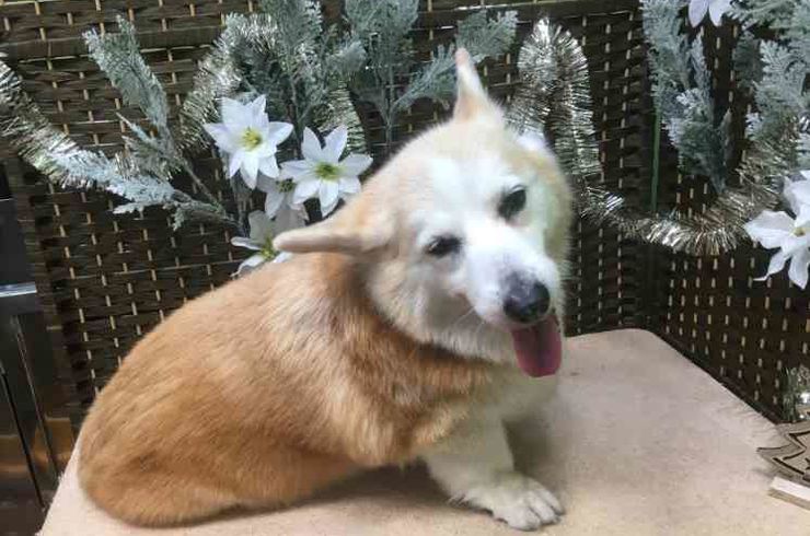 20181216ムーピーｓ