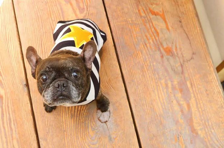 ペットサロン48